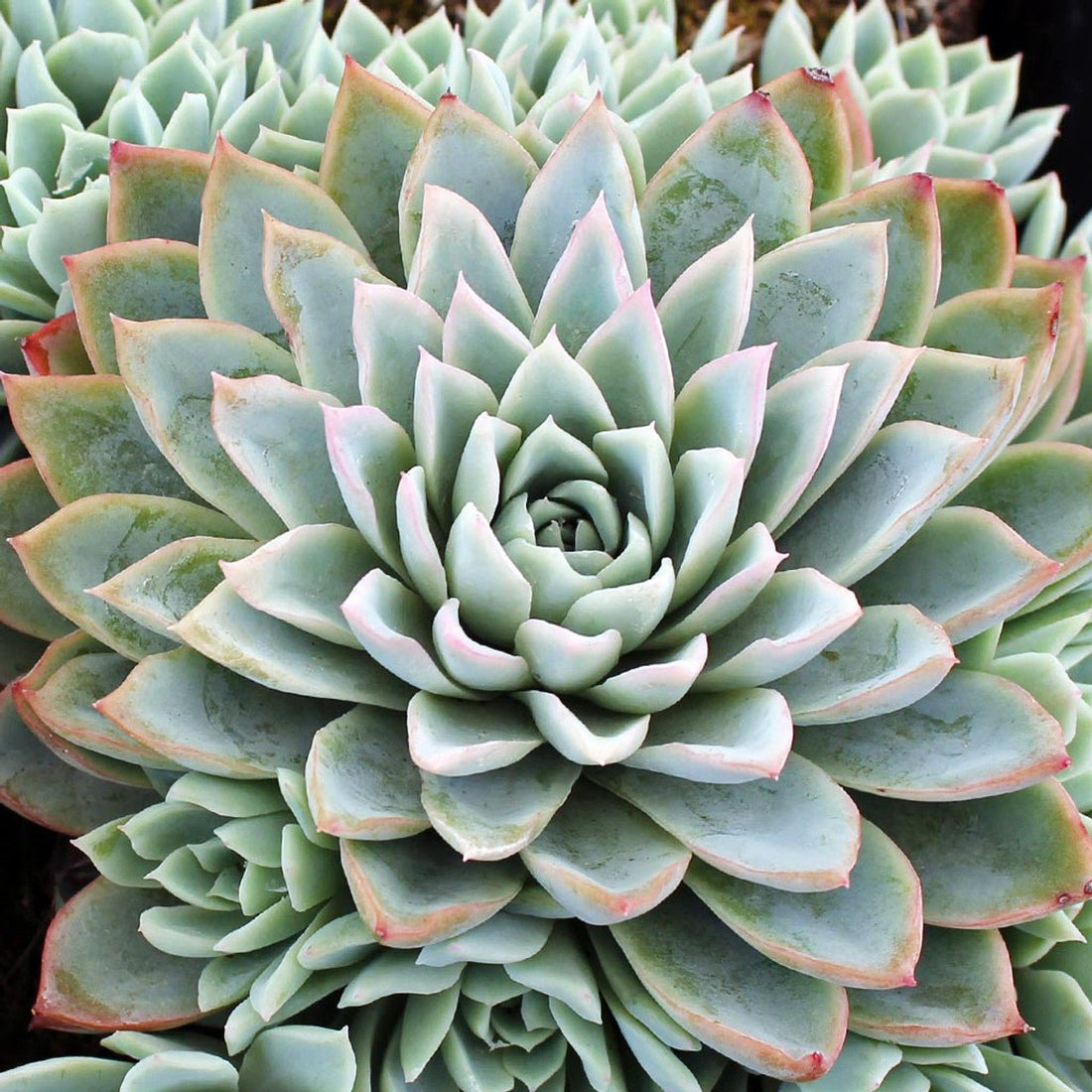 Hens and Chicks Queen (Echeveria Violet) - Ladybird Nursery