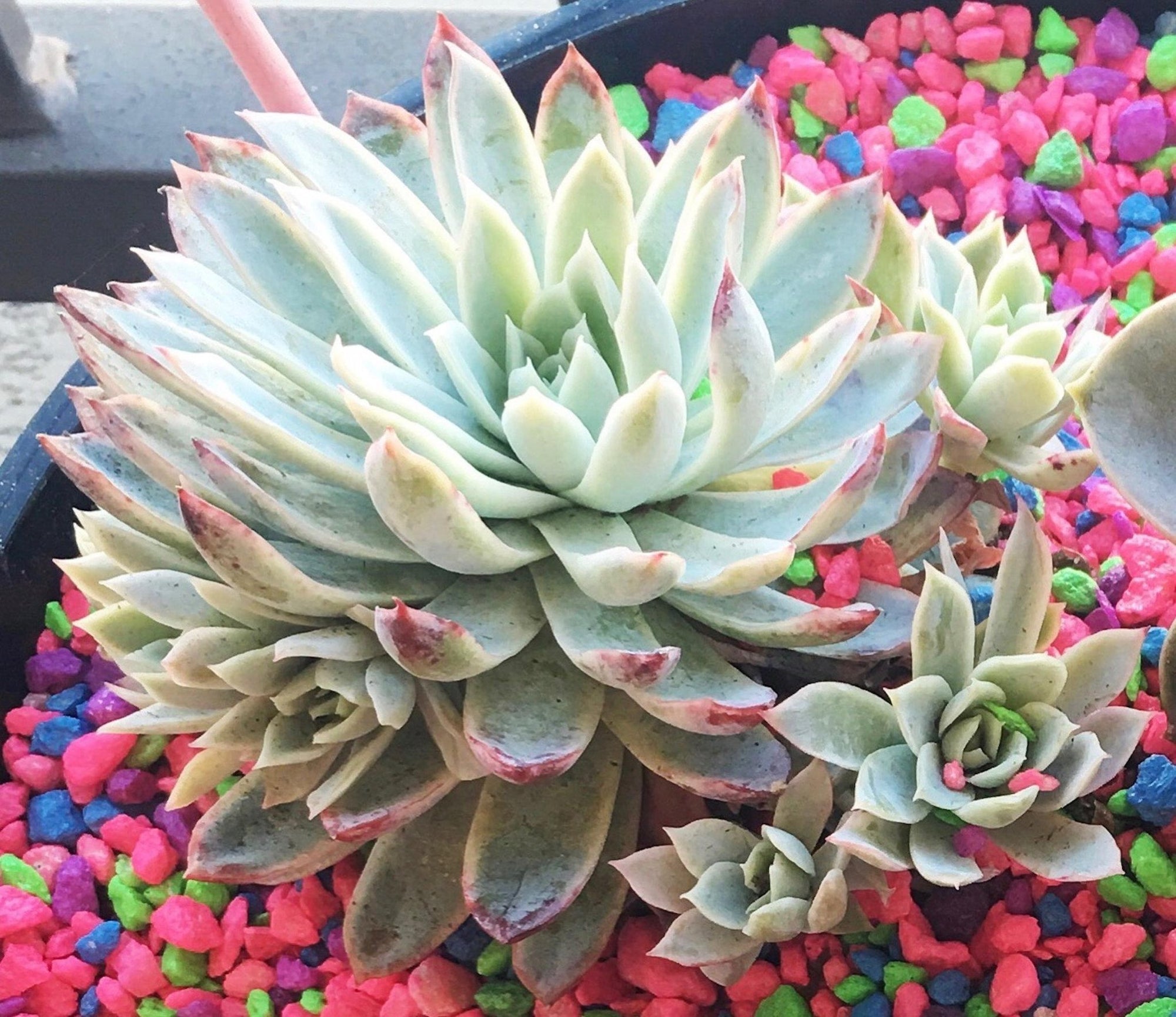 Hens and Chicks Queen (Echeveria Violet) - Ladybird Nursery