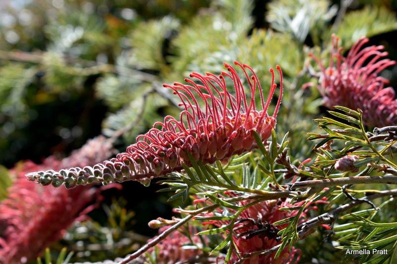 Grevillea Pick O The Crop