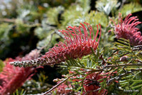 Grevillea Pick O The Crop