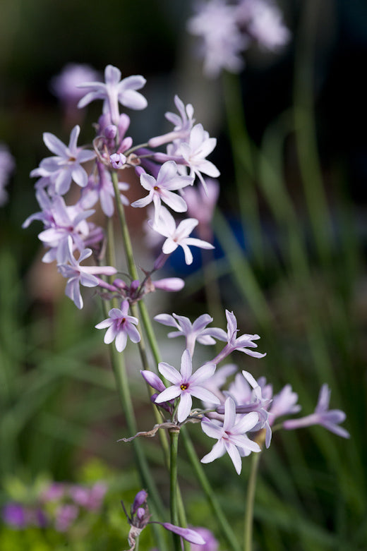 Society Garlic Fairy Star (Tulbaghia)