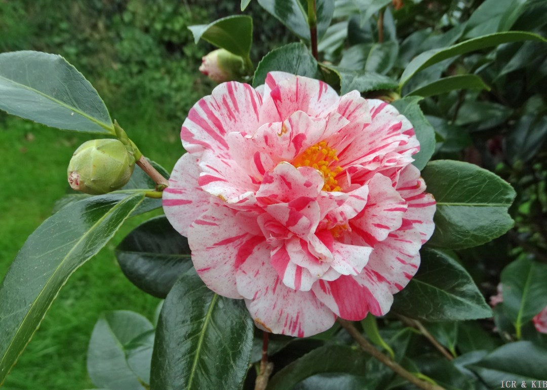 Camellia Mrs Nellie Eastman (Camellia japonica)