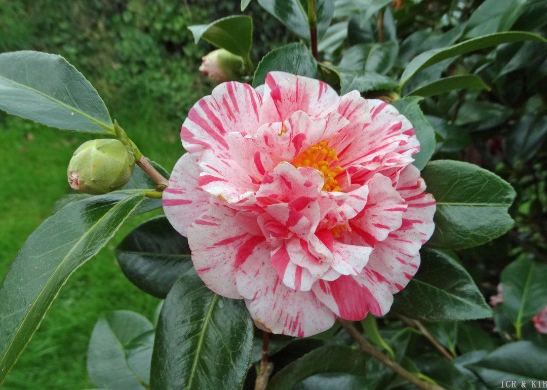 Camellia Mrs Nellie Eastman (Camellia japonica) - Ladybird Nursery
