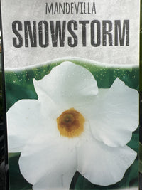Mandevilla Snowstorm