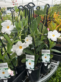 Mandevilla Snowstorm