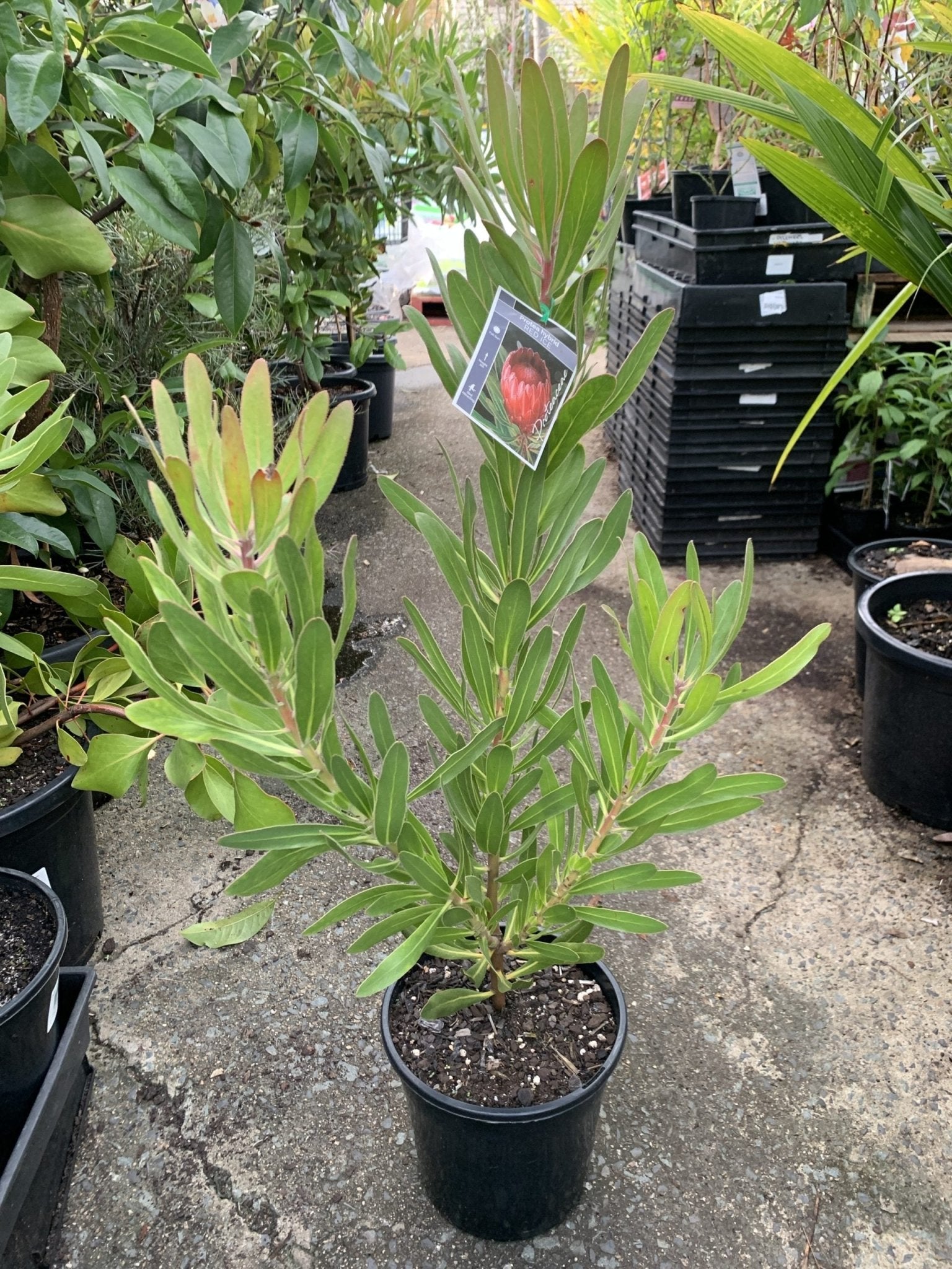 Protea Red Ice 200mm - Ladybird Nursery