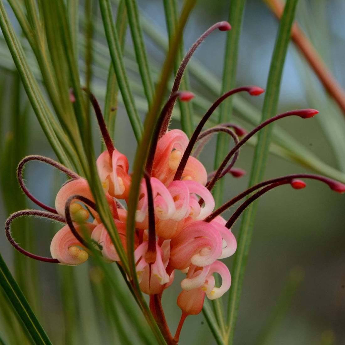 Grevillea Bulli Princess - Ladybird Nursery