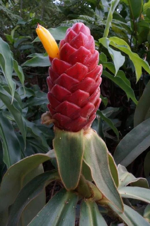 Red Costus Chalise (Costus sp) - Ladybird Nursery