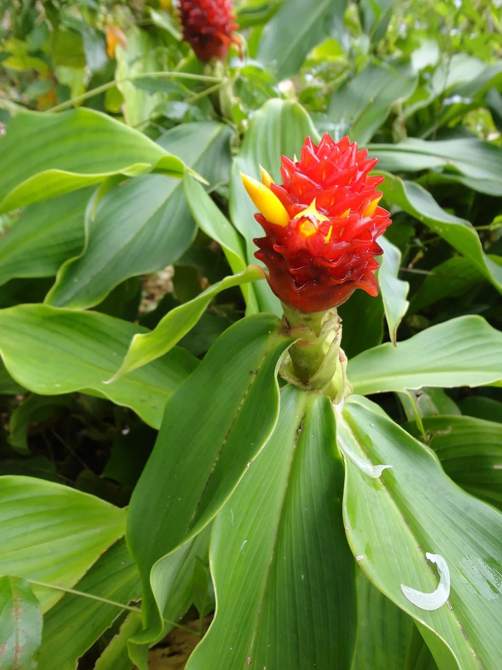Red Costus Chalise (Costus sp) - Ladybird Nursery