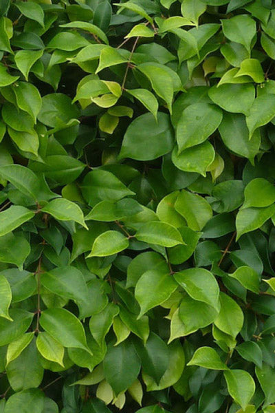 Lilly Pilly Minor (Acmena smithii)