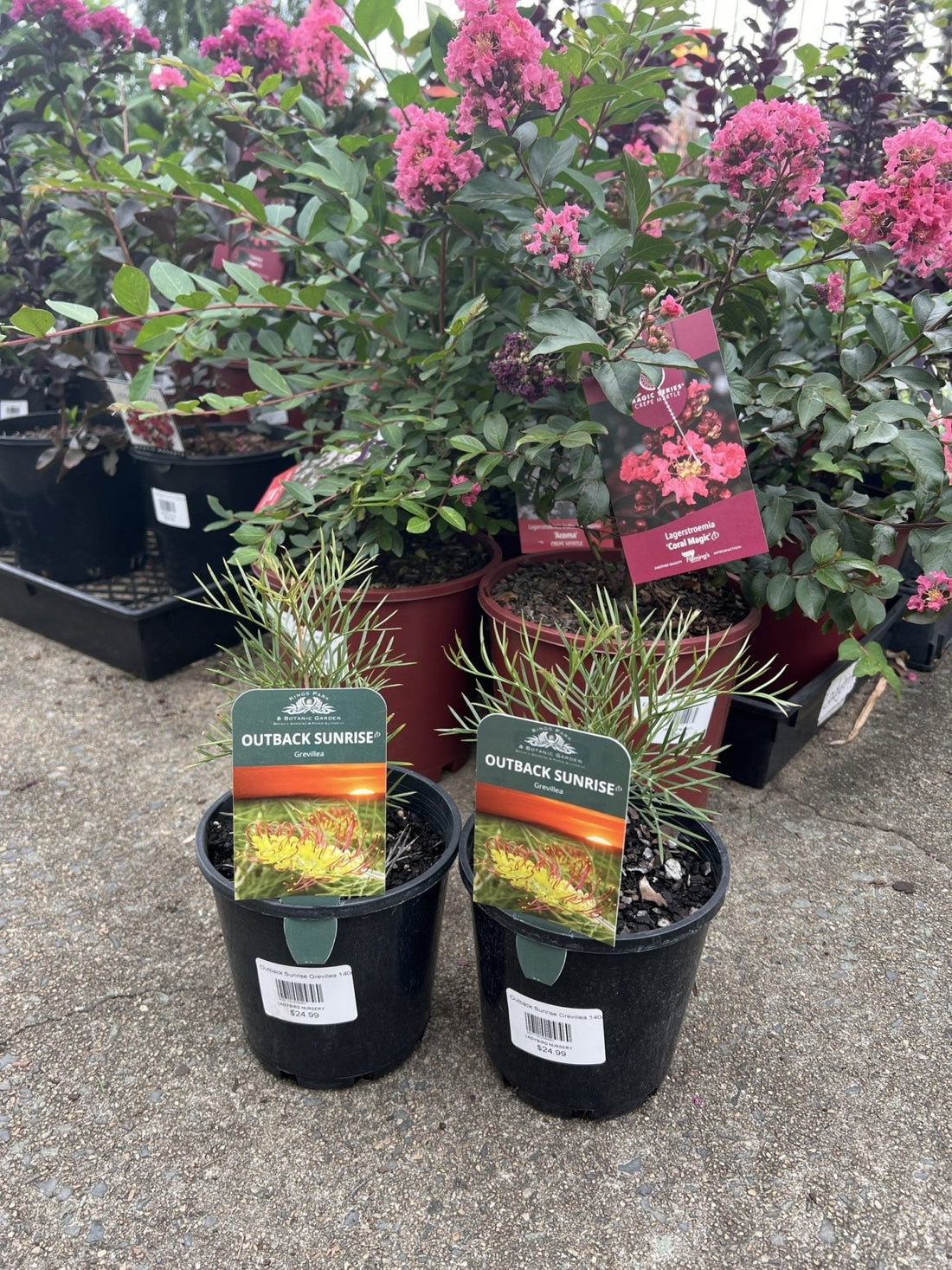 Grevillea Outback Sunrise 140mm - Ladybird Nursery