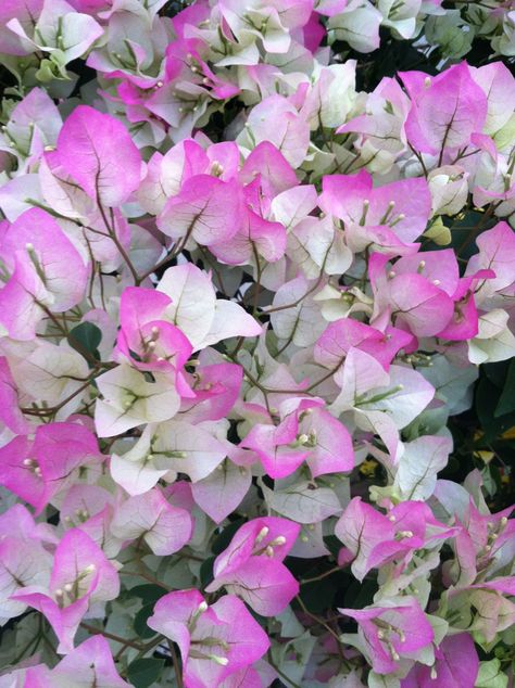 Bougainvillea Mary Palmer (Bougainvillea glabra)