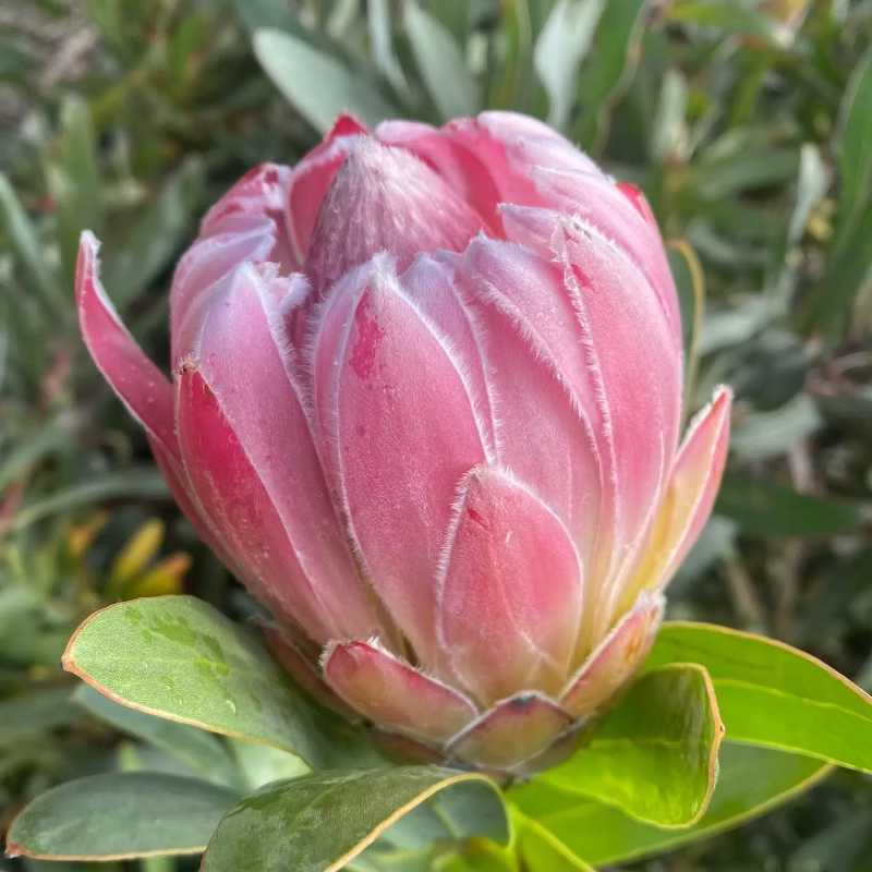 Protea 'Effusa'