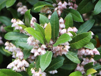Blueberry Ash Tree Prima Donna (Elaeocarpus reticulatis) - Ladybird Nursery