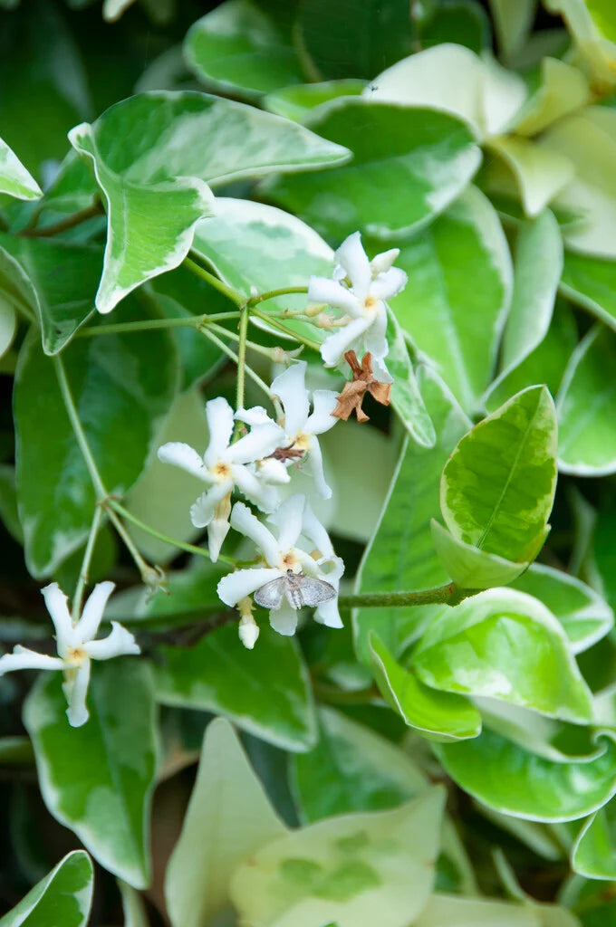 Star Jasmine Variegata (Trachelospermum jasminoides)