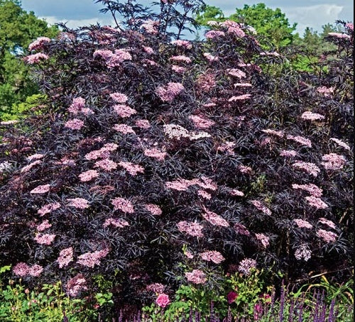 Elderberry Black Lace (Sambucus nigra)