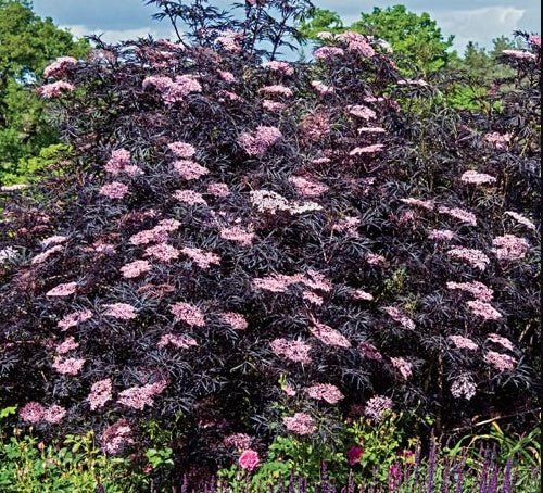 Elderberry Black Lace (Sambucus nigra) - Ladybird Nursery