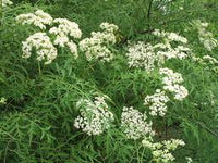 Cutleaf/Fernleaf Elderberry laciniata (Sambucus nigra) - Ladybird Nursery