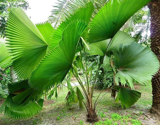 Fan Palm (Licuala elegans)