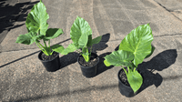 Giant Elephant Ear (Alocasia macrorrhizos) - Ladybird Nursery