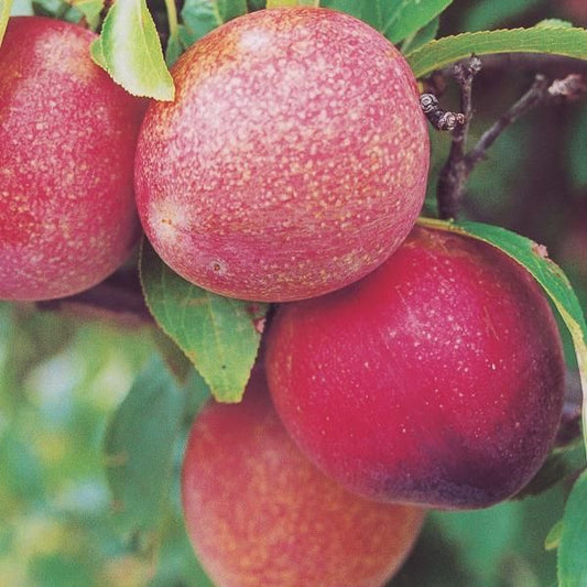 Dwarf Plum 'Elephant heart' - Ladybird Nursery