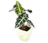 Amazonian Elephant Ear 'Dwarf Form' (Alocasia amazonica)