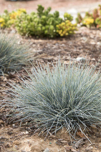 Festuca 'Elijah Blue' (Festuca glauca) - Ladybird Nursery