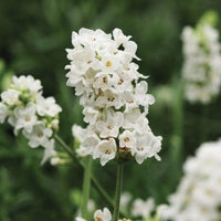 Rose Brady (Rosa) - Ladybird Nursery
