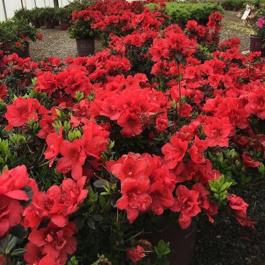 Azalea Firelight