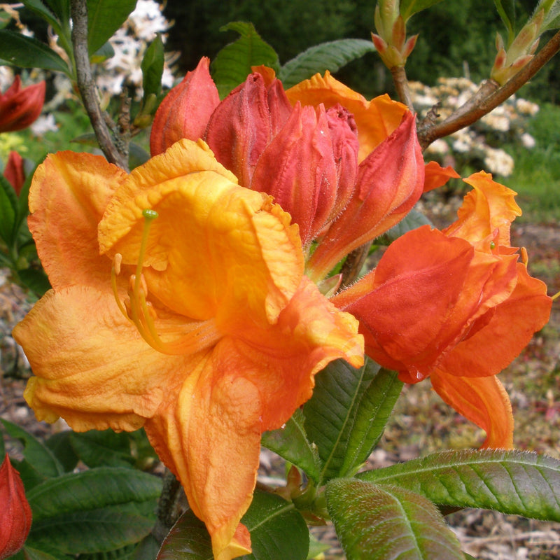 Azalea indica Glowing Embers