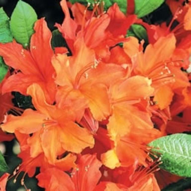 Azalea Mollis Glowing Embers - Ladybird Nursery