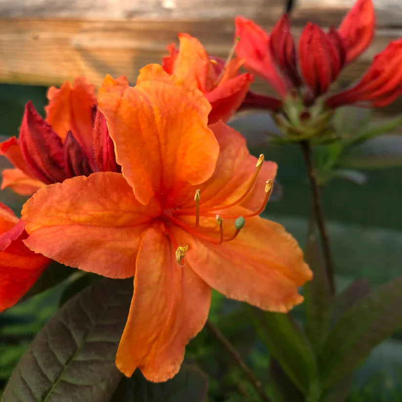 Azalea indica Glowing Embers