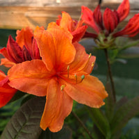 Azalea indica Glowing Embers