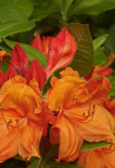 Azalea indica Glowing Embers - Ladybird Nursery