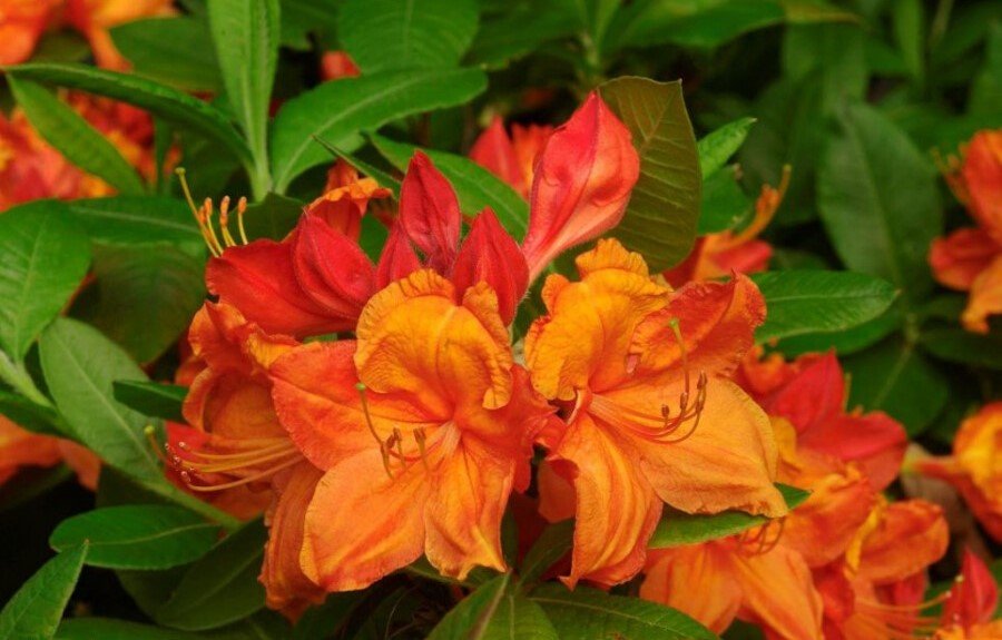 Azalea indica Glowing Embers - Ladybird Nursery