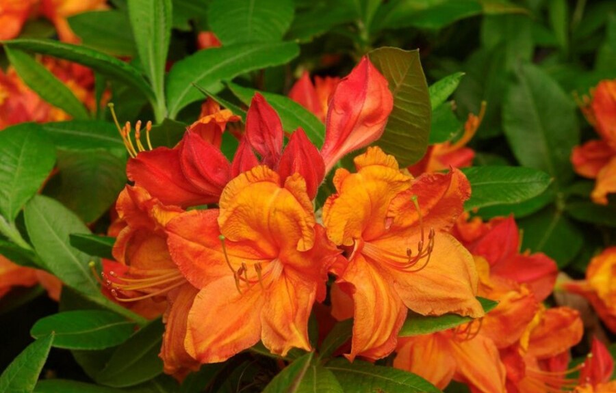 Azalea indica Glowing Embers