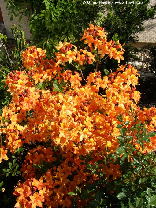 Azalea Mollis Glowing Embers