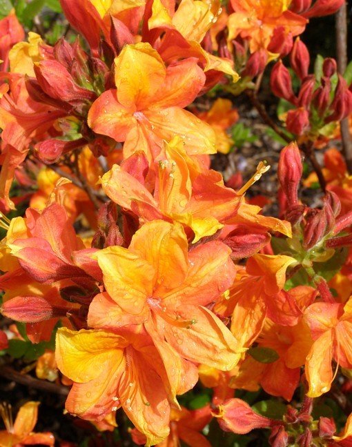 Azalea Mollis Glowing Embers - Ladybird Nursery