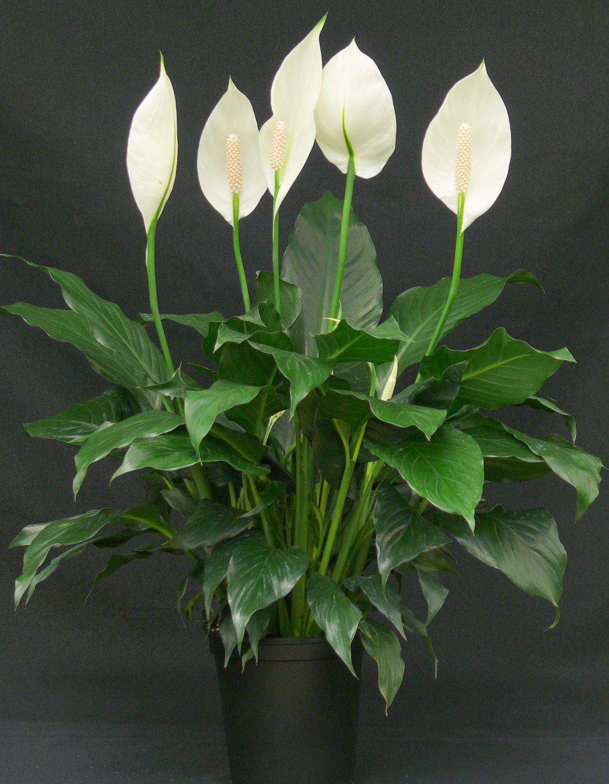 Peace Lily Emerald Star (Spathiphyllum) - Ladybird Nursery