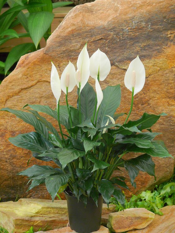 Peace Lily Emerald Star (Spathiphyllum) - Ladybird Nursery