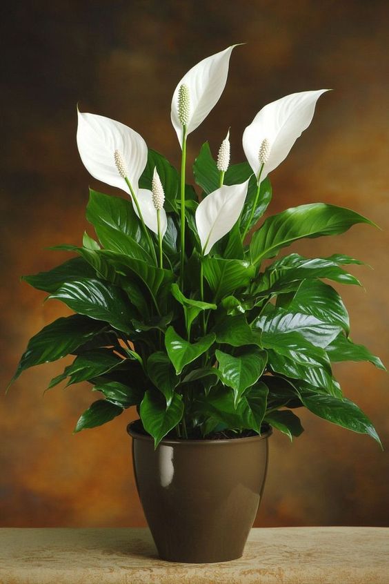 Peace Lily Emerald Star (Spathiphyllum) - Ladybird Nursery