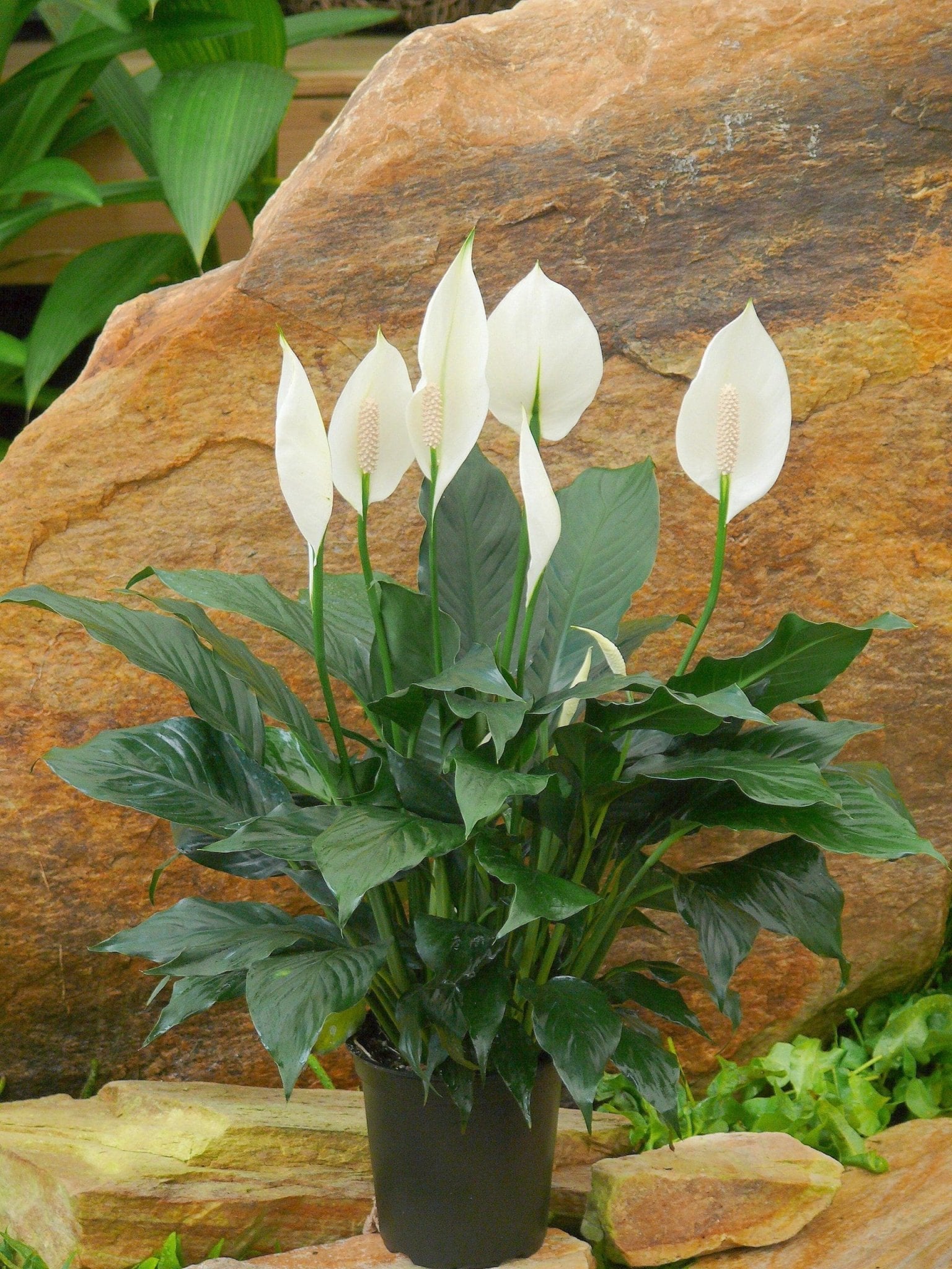 Peace Lily Emerald Star (Spathiphyllum) - Ladybird Nursery