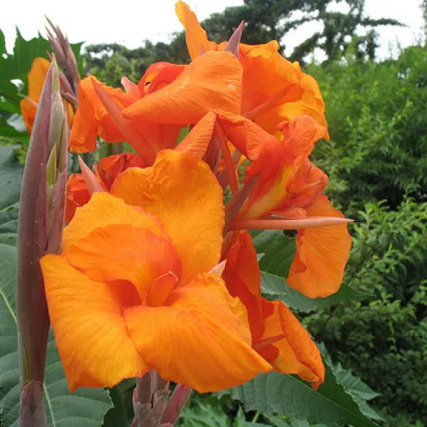 Canna Show Off Emerald Sunset (Canna orchioides)