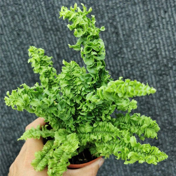 Boston Fern Emina (Nephrolepis exaltata) - Ladybird Nursery