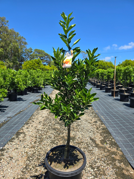 Emperor Mandarin 400mm  PICK UP ONLY