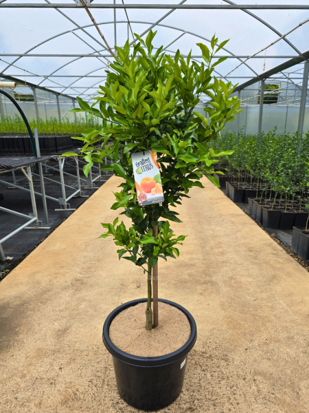 Emperor Mandarin 400mm  PICK UP ONLY