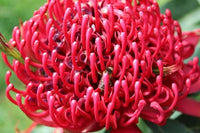 Waratah Emperors Torch (Telopea)