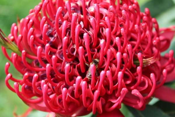 Waratah Emperors Torch (Telopea)