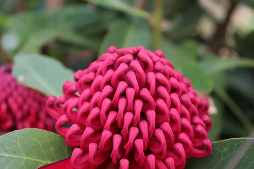 Waratah Corroboree (Telopea)