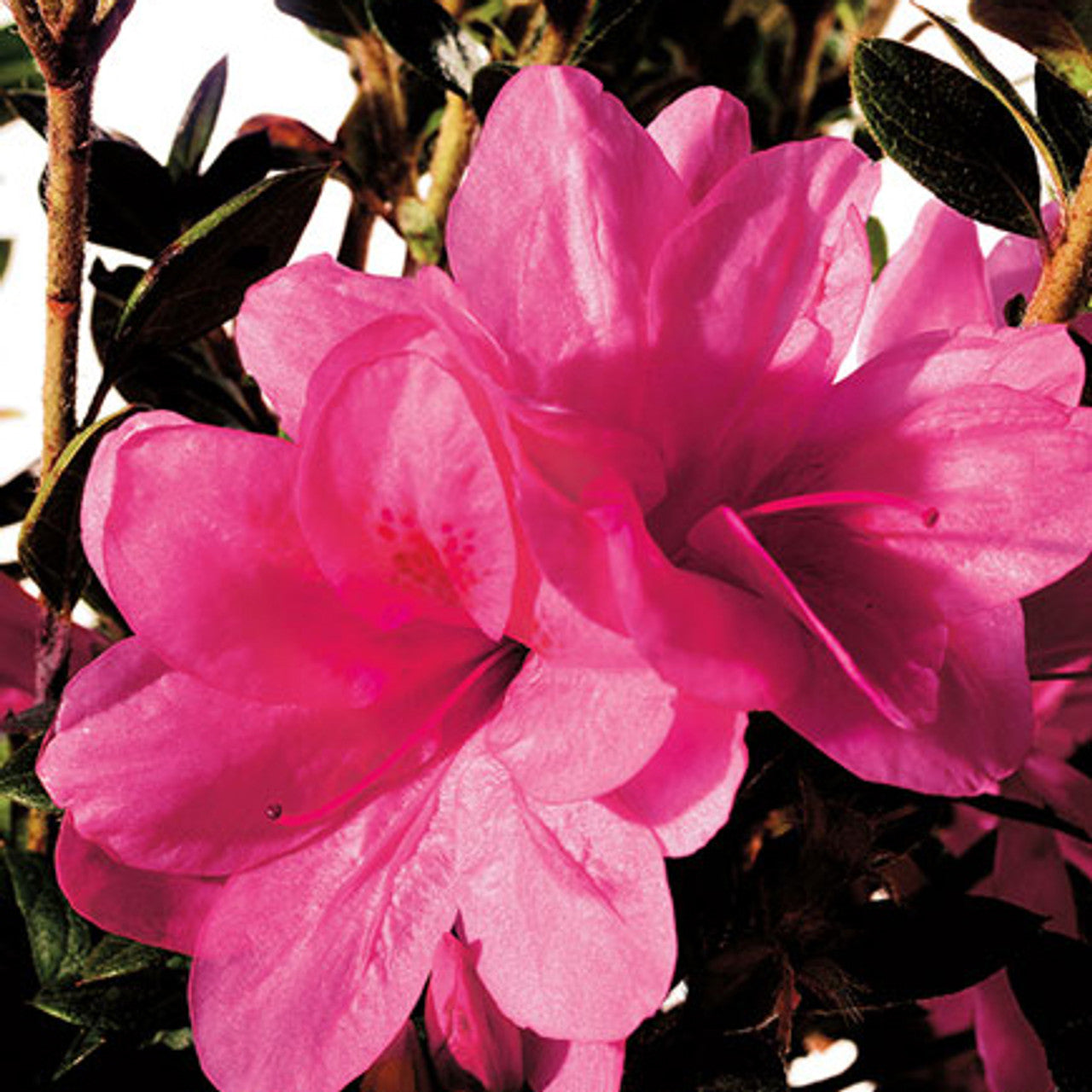 Azalea ENCORE AUTUMN CARNIVALE™